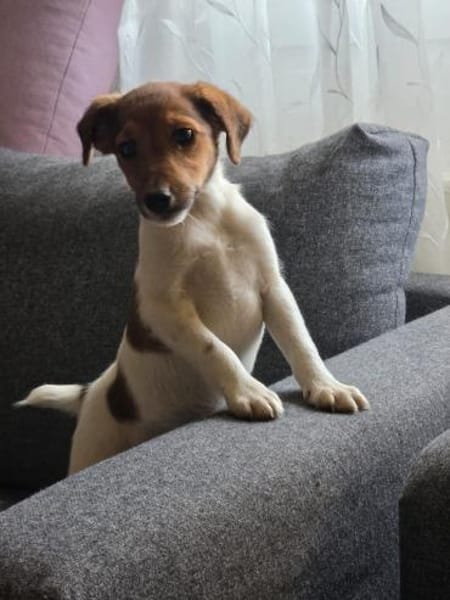 ❤🐾 JOHN SUCHT EIN ZUHAUSE 🏡🐶