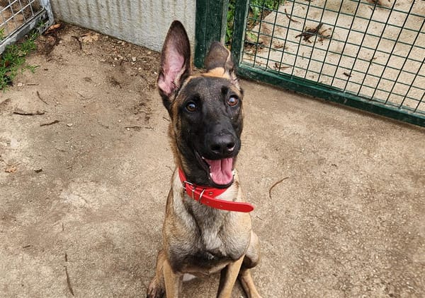 NALA QCN