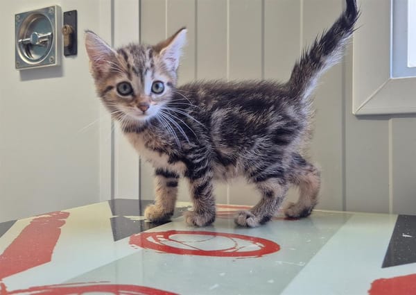 Amaretto