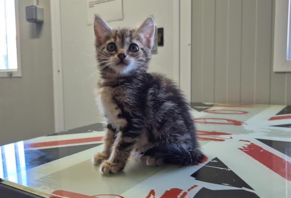 Amaretto