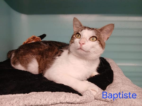 BAPTISTE