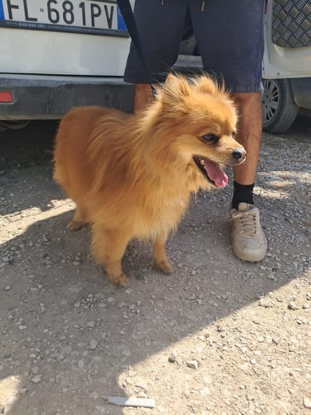 RIKY cessione di proprietà