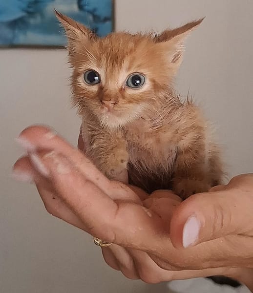 Gufi