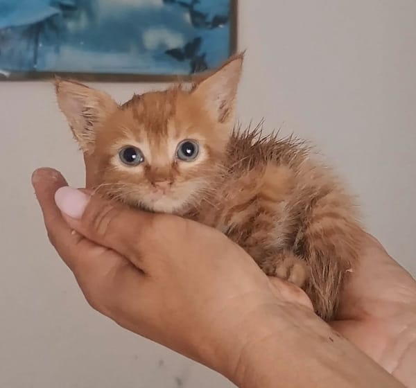 Gufi