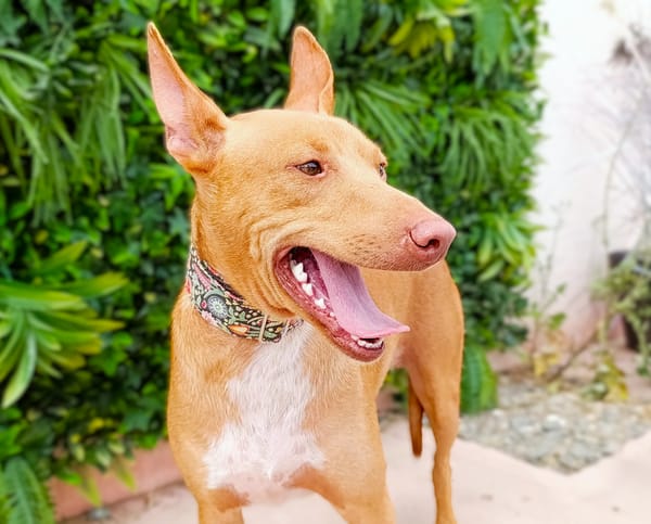 ODIN