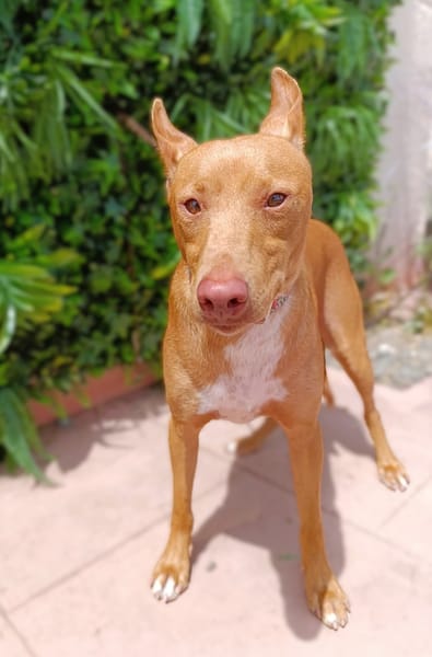 ODIN
