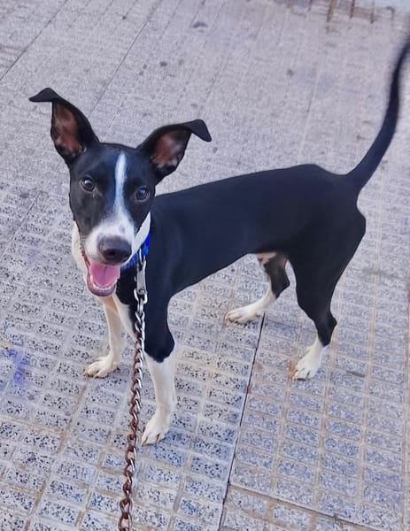 ENZO (Martina)