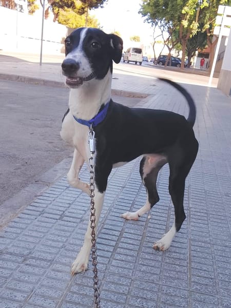 ENZO (Martina)