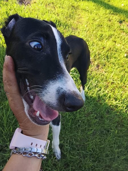 ENZO (Martina)