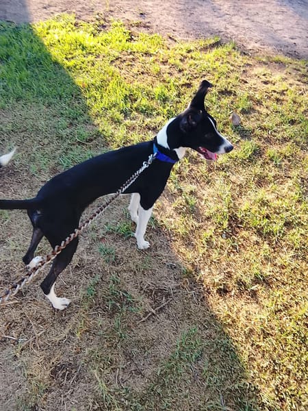 ENZO (Martina)