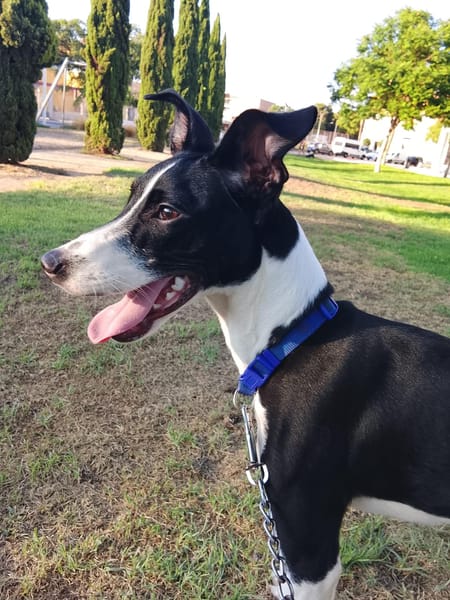 ENZO (Martina)