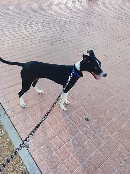 ENZO (Martina)