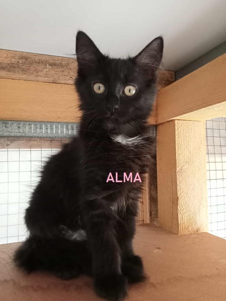 ALMA