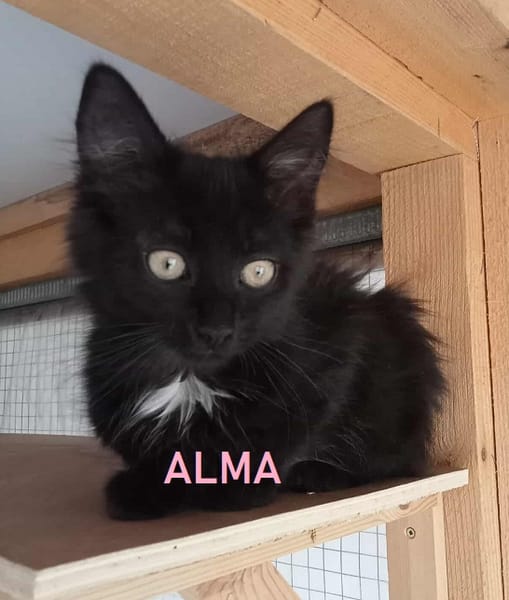ALMA