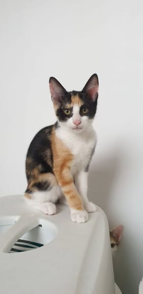 Aélia