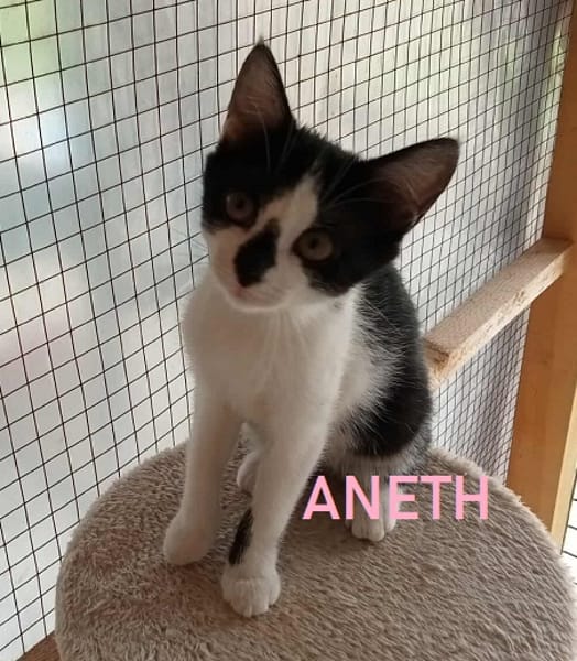 ANETH