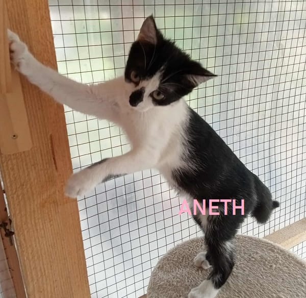 ANETH