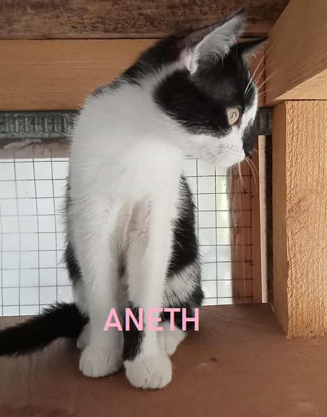 ANETH