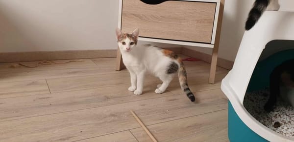 Amira