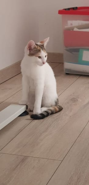 Amira