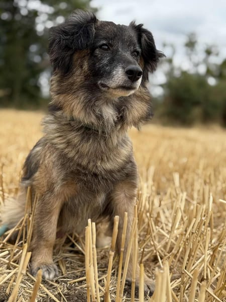 Bébé