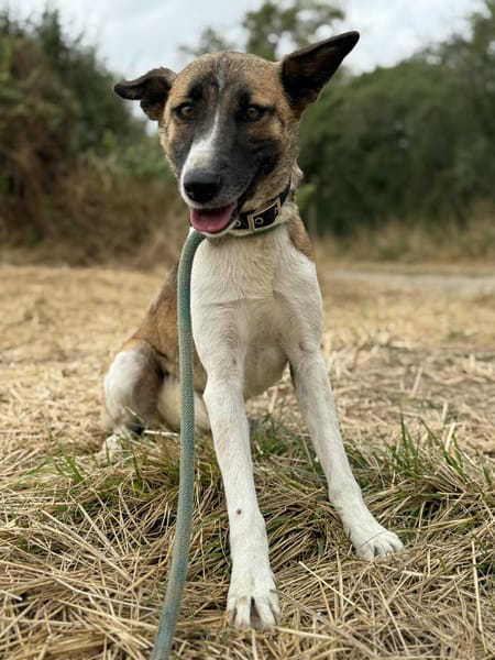 Mara