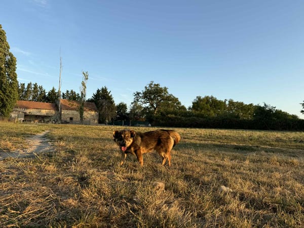 Filou