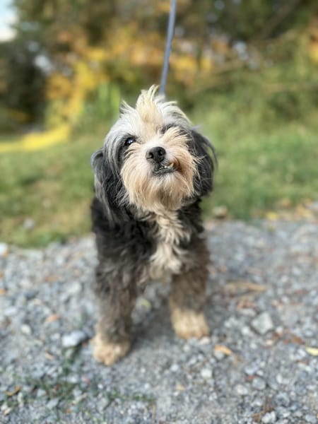 Sacha