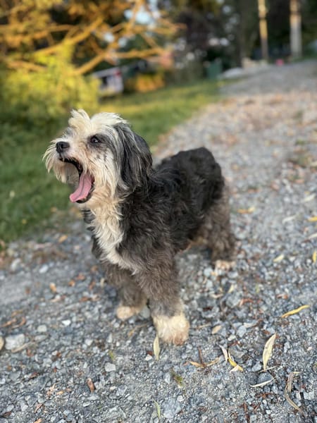 Sacha