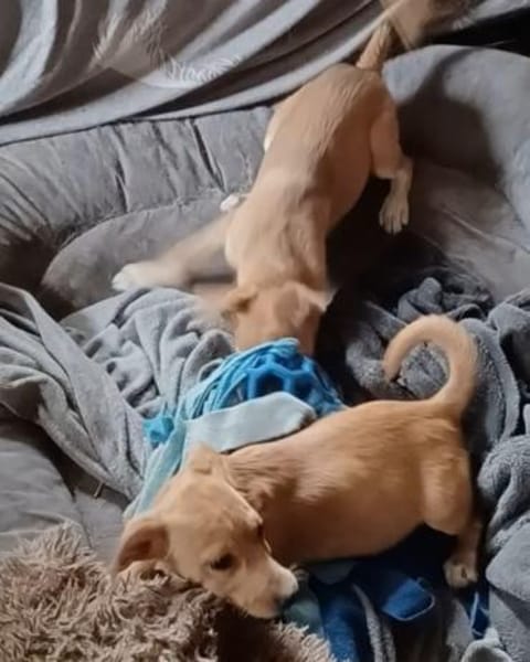 Milo & Carmine 💚 aufgeweckt + verspielt