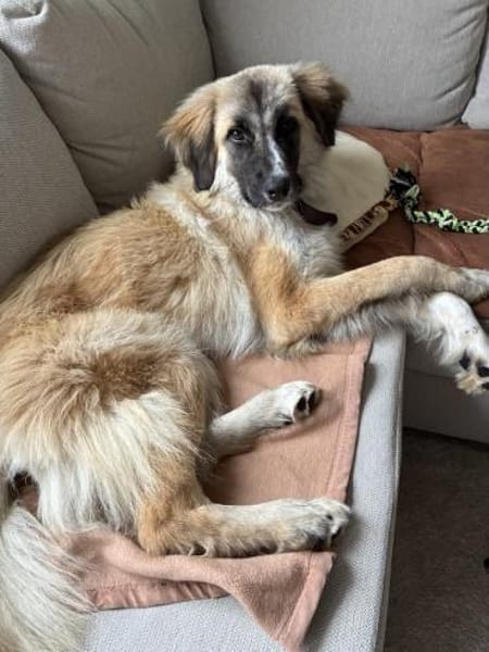 Kuschelfan Timea sucht ihr Zuhause