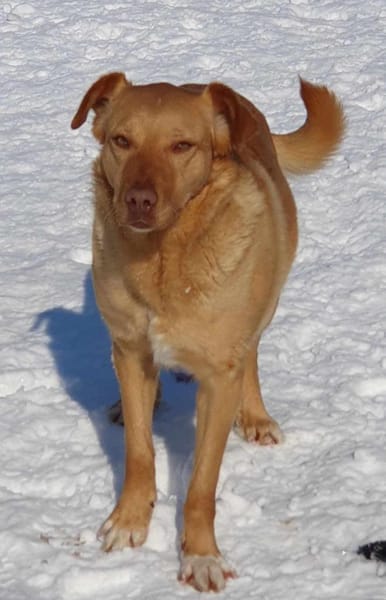 Lola der gute Laune Hund
