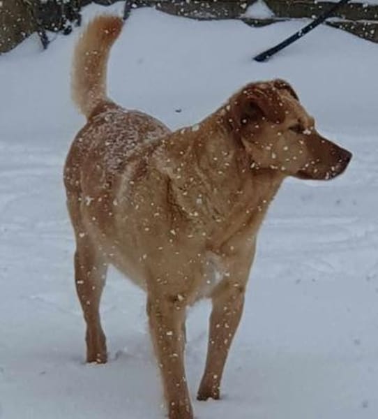Lola der gute Laune Hund