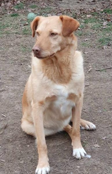 Lola der gute Laune Hund