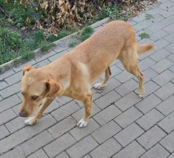 Lola der gute Laune Hund