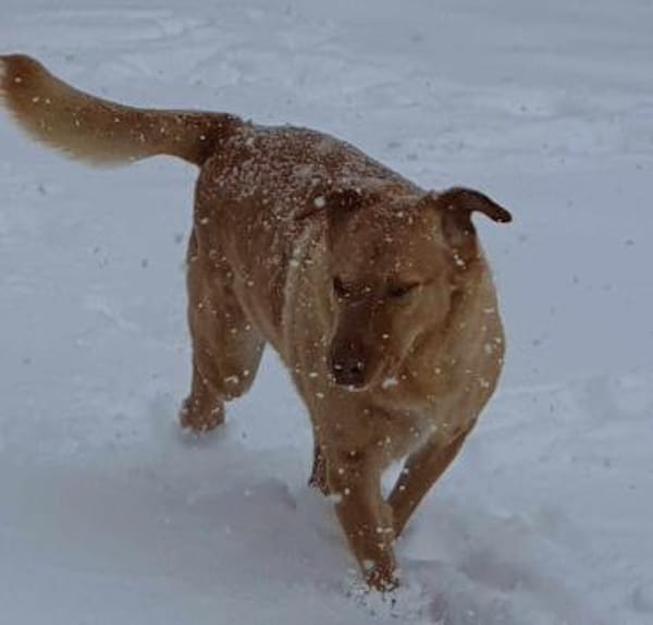 Lola der gute Laune Hund
