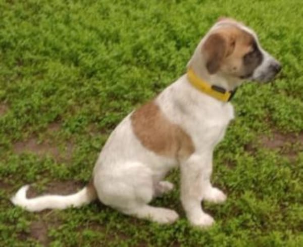 Wer sieht CLYDE ... Zuhause gesucht