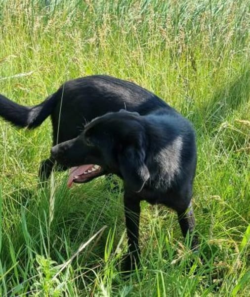 wunderschöne Cleo sucht Körbchen
