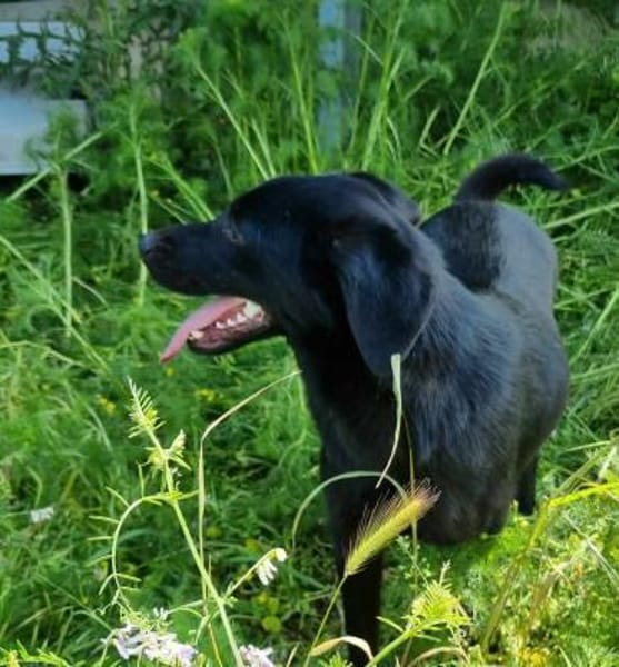 wunderschöne Cleo sucht Körbchen