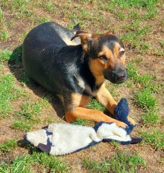 Kleiner lieber Rüde Jerry 1 Jahre