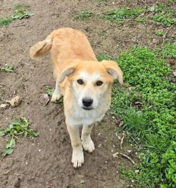 Henry, verspielter Welpe sucht Zuhause
