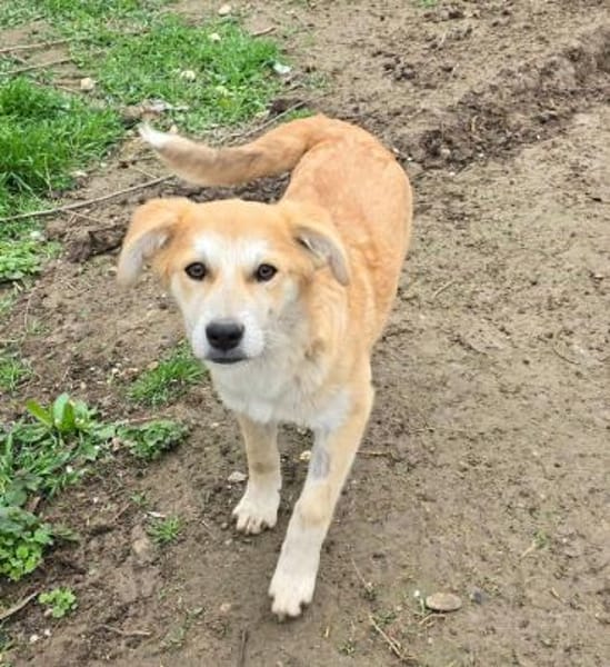 Henry, verspielter Welpe sucht Zuhause
