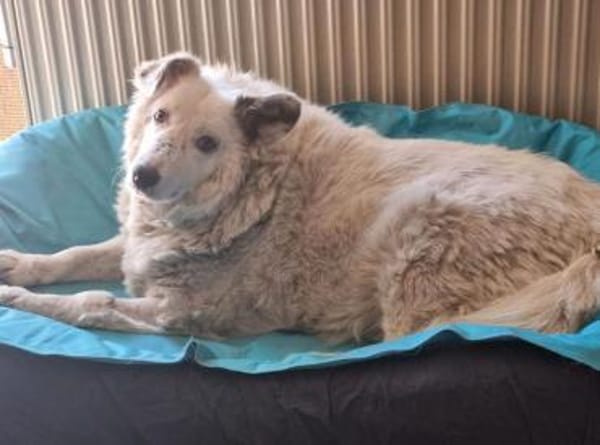 Menschenbezogene Runa sucht ihr Familie