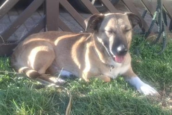 Kuschelhund Bobby aus Rumänien!!