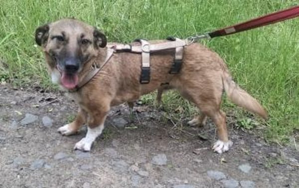 Kuschelhund Bobby aus Rumänien!!