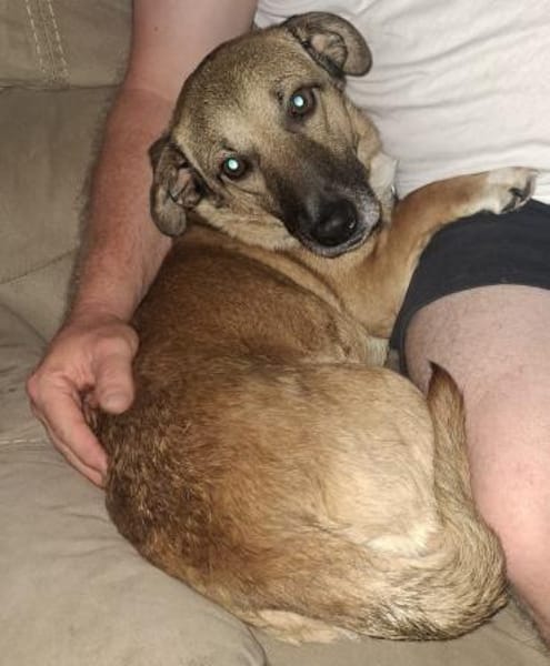Kuschelhund Bobby aus Rumänien!!