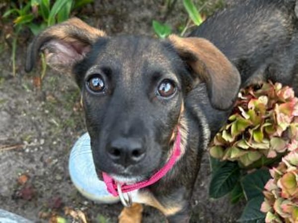 CANDY sucht ihre Lieblingsmenschen
