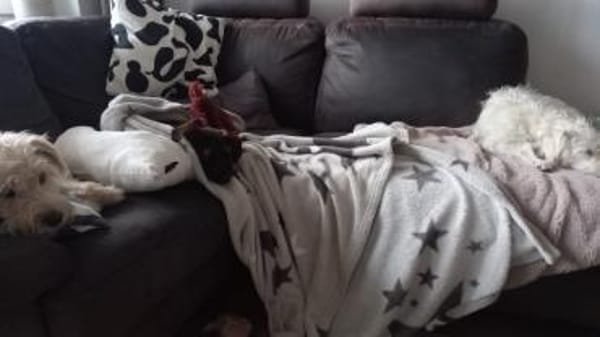CANDY sucht ihre Lieblingsmenschen