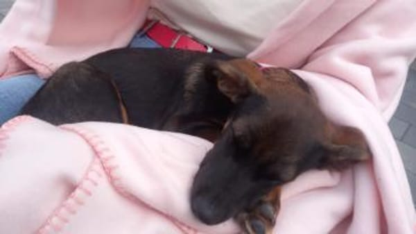 CANDY sucht ihre Lieblingsmenschen