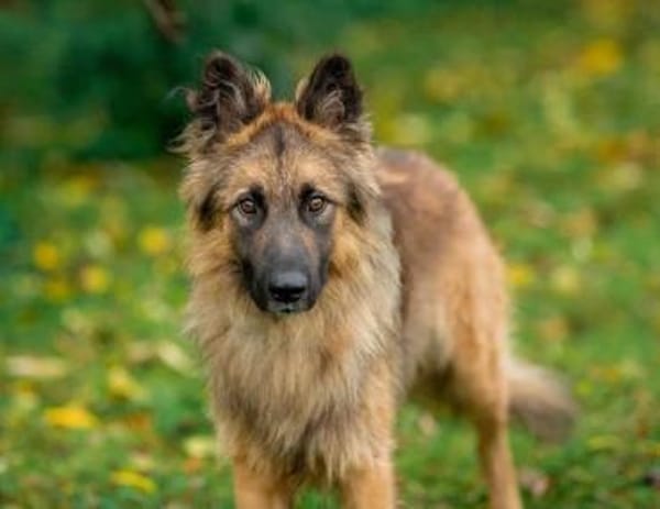 Hans❤sucht Pflege- oder Endstelle
